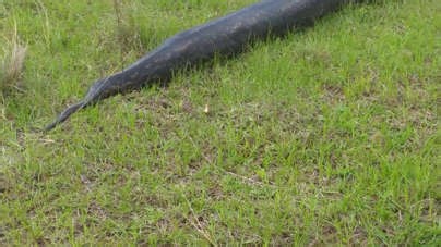 Massive African Rock Python Spotted in Ballito