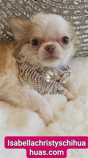 #isabellachristyschihuahuas #chihuahuasoftiktok #isabellaladera #Chihuahua #chihuahuafanatics #unconditionallove #chihuahuaoftiktok #chihuahualife | Isabella Christy Chi Page