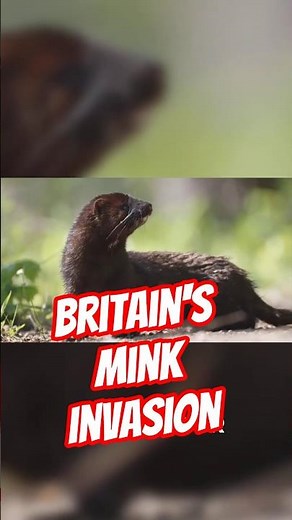 What the American Mink Actually Does to Britain #wildlifedocumentary #predator #shorts