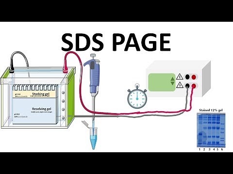 SDS PAGE : How does it works?