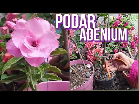 Como podar la Rosa del desierto o Adenium