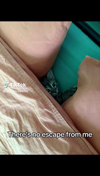 #skillet #viralcat #kittensoftiktok #fyp | monster skillet