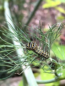 Regenerative vs. Sustainable Agriculture