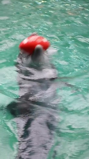 Excited Georgia Aquarium Dolphins Await Puppy Bowl!