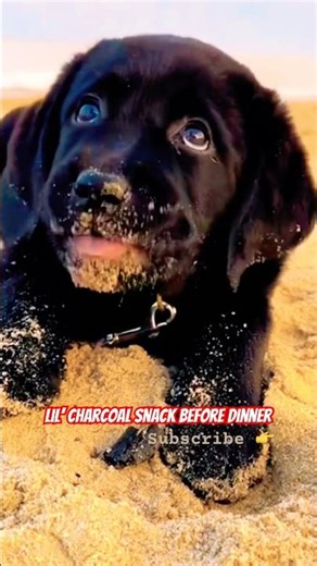 Why is this puppy eating charcoal?