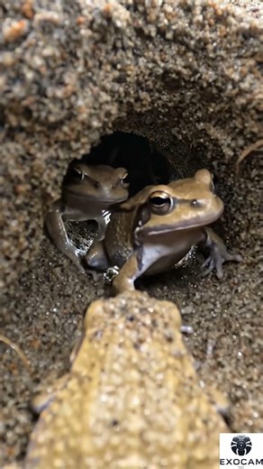 POV: I Strapped a Micro Camera to a DESERT RAIN FROG (Hidden Sand Colony!) #wildlife #pov