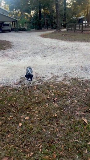 Happy New Year from the farm! 🎉 Fireworks kept the animals (and us!) up late last night, so everyone’s still snoozing this morning. The farm is blissfully quiet and peaceful right now. I am sipping coffee and walking with Mimi. Very busy day ahead and patiently waiting for the caffeine to kick in. Our time here in AL is ending soon so I am soaking it all up. This little farm has healed my soul in ways I’ll carry forever. I have poured my heart into it and it has loved me back. Wishing you all a