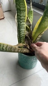 382K views · 4.4K reactions | Planting tips for snake plant. | Ramos Mark | Facebook