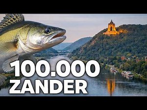 100,000 Zander!!! Documentary about the LARGEST zander farm in Germany!