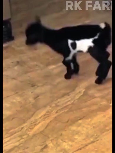 Cute Baby Goat Videos: Adorable Baby Goats Compilation