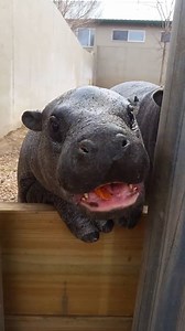 1.3M views · 17K reactions | This hungry baby hippo is too much  | UNILAD | Facebook