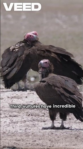 Why Vultures Are Nature’s Cleanup Crew | Amazing Facts