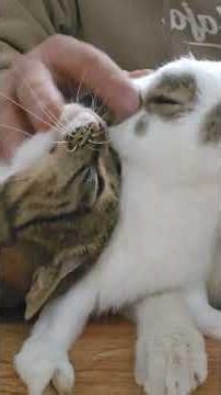 귀농귀촌 대부도브릭스포도농장 토끼 고양이 놀아주기Daebudo Bricks Grape Farm Rabbit and Cat Playing