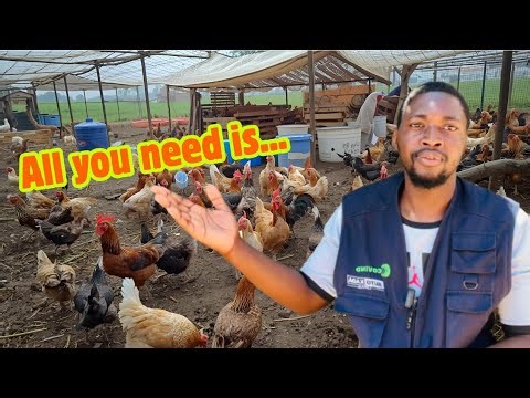 How Broiler Chickens Took Over the World