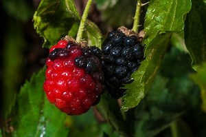 How to make blackberry wine