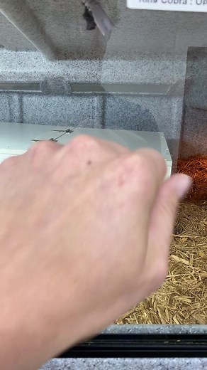 Feeding Anubis - Wild Encounter with King Cobra