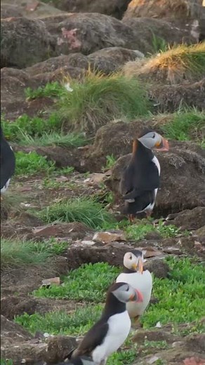 Eigg Island Scotland’s Eco Friendly Escape 🏞️♻️