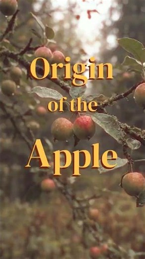 Origin of the Apple