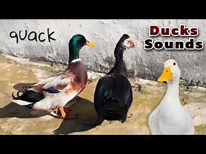1 Hour of Ducks Quacking Sounds - Duck Sound