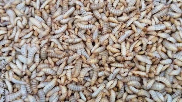 Maggot larvae are the immature stage of flies, typically from species like the housefly or black soldier fly