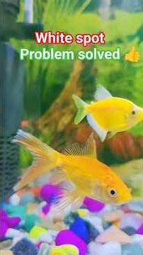 🐠white spot on aquarium all details☝️😔#shorts #whitespot #tricks #viral #planetaquarium