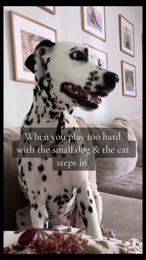 When you play too hard with the small dog & the cat steps in. #dalmatian #petsoftiktok #catsoftiktok #catsrule