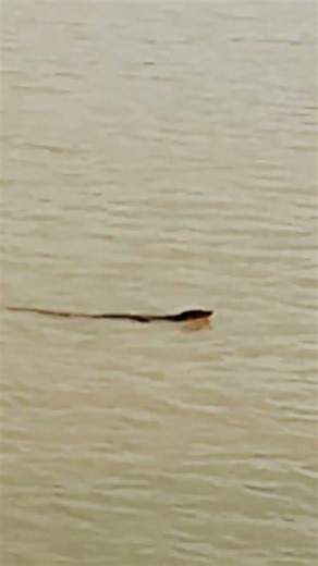 comodo dragon #animalstory #weirdfact