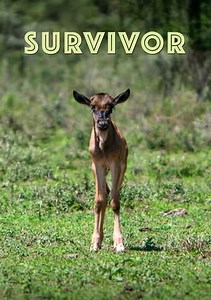 Survivor Trailer