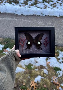 Preserved Butterfly in a Shadow Box With Pressed Flowers - Etsy