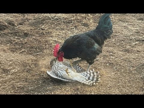 The falcon met death without knowing it.