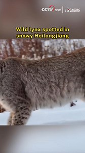 A rare wild lynx sighting has been captured in a Heilongjiang nature reserve, showing the elusive predator moving confidently across fresh snow. The animal pauses to scan its surroundings, its iconic tufted ears standing tall against the winter landscape. For photographers, it's a fleeting yet thrilling glimpse of one of northeast China's most secretive and powerful wild cats, caught in perfect clarity. #Trending #ChorusofLife | CCTV
