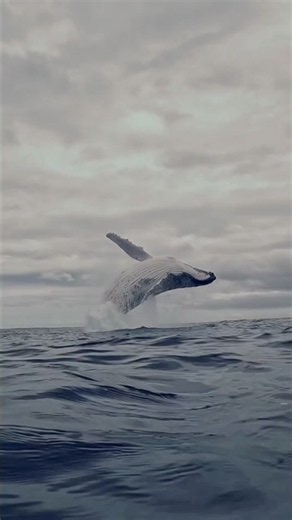 WHY DO WHALES SING? 🐋