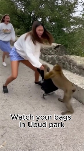 33K views · 24 reactions | Angry AI Monkey | Panda Curioso | Facebook