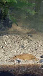 3.2K views · 21 reactions | Duket si dokumentar, apo si film horror? | Aventurat e Julit | Facebook