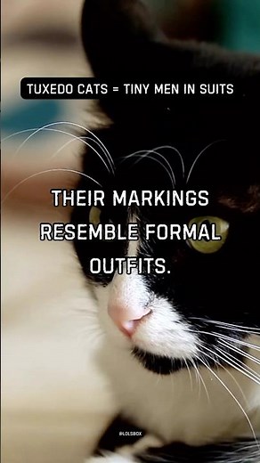 Tuxedo cats always look dressed up. Their markings resemble formal outfits.