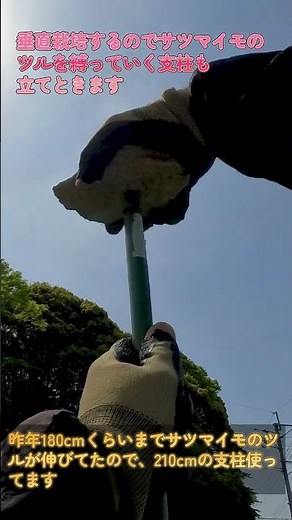 【家庭菜園】サツマイモの土嚢袋栽培！垂直仕立てで省スペース＆収穫量UP（安納芋＆なると金時の土作り・植え付け編）