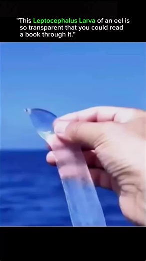 SCIENCE HOLIC AND PHOBIC on Instagram: "• The leptocephalus is the larval stage of eels, appearing shortly after hatching. 🐠 • Its body is almost completely transparent, allowing internal organs and structures to be visible. 🔍 • This transparency helps the larva avoid predators in the open ocean by blending into the water. 🌊 • Despite its delicate appearance, it is alive, growing, and actively feeding on plankton and marine detritus. 🦐 • Leptocephalus larvae have flat, ribbon-like bodies, wh