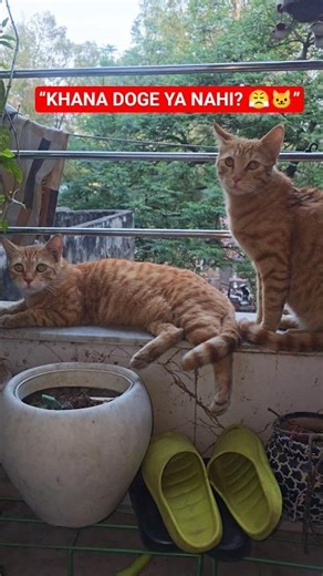 “Billi boli: Bhai khana milega ya nahi? 😂”