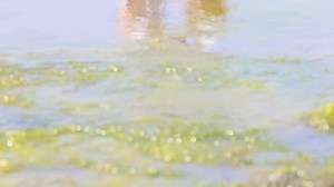 Family Playing Low Tide Trying Find Stock Footage Video (100% Royalty-free) 10658033 | Shutterstock