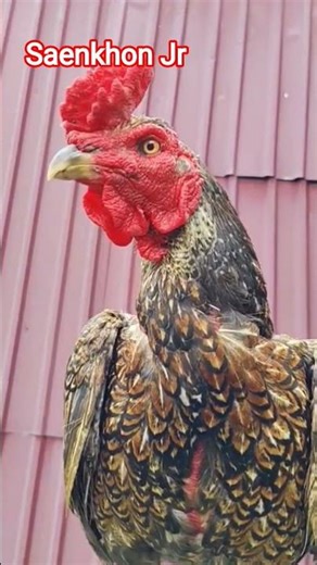 Ayam Pama Line Saenkhon #shorts #shortvideo #saenkhon #pamaiq #viral #bulby