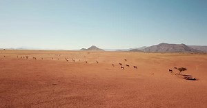 Namibia Kalahari Desert in Africa. Aerial Drone Shot. Springbok Gazelle Antelope Grazing at Savannah
