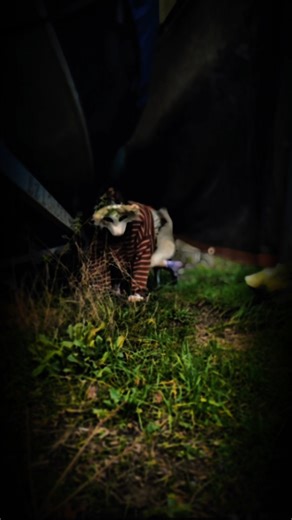 wth happened with my slowmo 😠 /#animalmask#quads#quadrobics#therian#furry#alterhuman#catmask#mask \