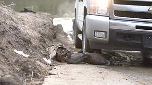 124K views · 295 reactions | Collapsible Decoys? You bet. New Deception Series Floating Mallards. | Lucky Duck Premium Decoys | Facebook