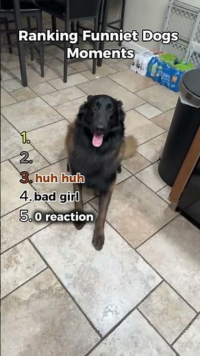 ranking funniest dogs moments