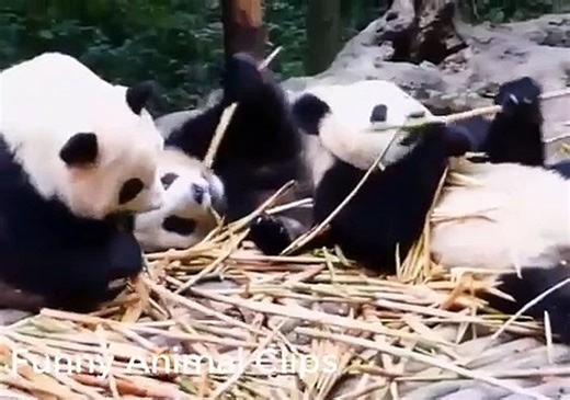 FUNNY PANDA VIDEOS [TRY NOT TO LAUGH]  || BEST PANDA VIDEOS COMPILATION  || FUNNY ANIMAL CLIPS