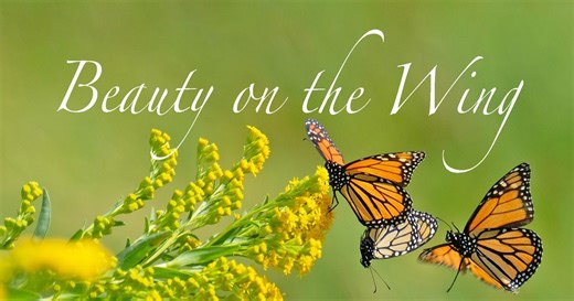 Beauty on the Wing: Life Story of the Monarch Butterfly