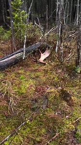 northeastnaturewatch I first encountered this moose while walking through the woods last October. I'll never forget the beauty of that moment.Since then, l've often wondered if l'd ever see this bull again.Today, it happened - everything came full circle. His shed antler.#moose #shedhunting #newhampshire #newyork #northeast #nature #naturephotography #massachusetts #moosephotography #wilderness #naturewatch #wildlife #mooseencounter #trailcam #trailcamera #spring #adk #shedantler #shedhunting | 