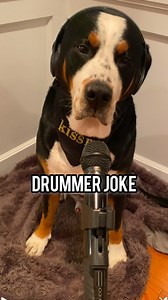 Drum roll please…..it’s Friday Funnies! 🥁 audio: @dadjokescentralofficial @iceytekusa #fridayfunnies #dadjokes #dogjokes #dogsofinstagram #swissy #dogvideos #comedy #funnydogs #fosterdog #fosterpuppy | Murraytheswissy