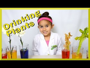 Color changing flowers and celery experiment Grace's Science Place
