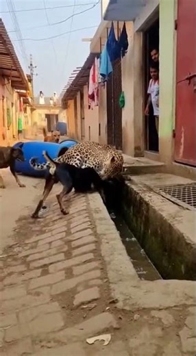 Drain lid noise startles leopard jump forward